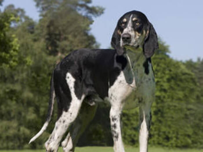 Gran sabueso anglo-francés blanco y negro